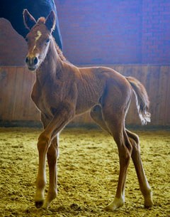Dignidad (by Dreamboy x Don Frederico x Warkant) :: Photo © B Roth
