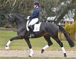 Sir Sansibar (by Millennium x Cadeau)