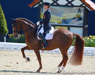 Emile Faurie made his CDI debut on Weekend Fun. Although Faurie rode on the safe, conservative side, the liver chestnut showed wonderful piaffe-passage work. Svalling had them at a incomprehensible low 64.80%, Plewa was the high score with 72.10%