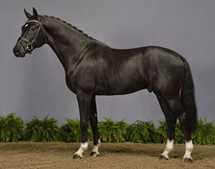 Ierland (by Dream Boy x Jazz)  :: Photo © Ridehesten