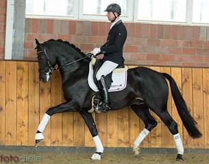 Tolegro (by Totilas x Krack C) :: Photo © Thomas Henkensiefken 