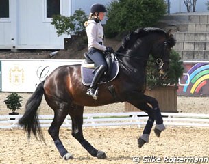 Helen Langehanenberg preparing Damsey for their CDI debut at the 2016 CDI Mannheim :: Photo © Silke Rottermann