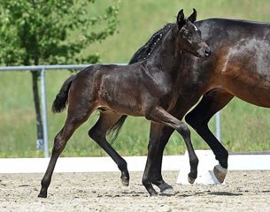 The Fursten-Look x Ray Ban colt that was the top seller at the 9th Bavarian Elite Foal Auction in Munich