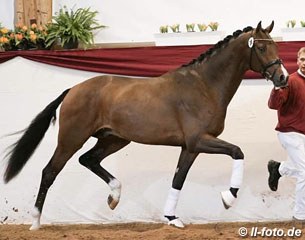 The Zack x Solos Carex premium stallion that became the price highlight at the 2016 South German Stallion Licensing :: Photo © LL-foto