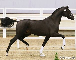 Apache x Houston x Glennridge :: Photo © LL-foto