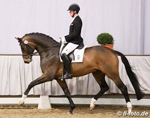 Bidertanz (by Belissimo M x Fidertanz) at the 2016 Westfalian Saddle Licensing :: Photo © LL-foto