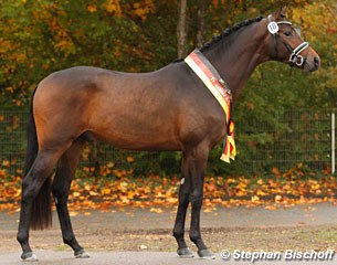 His Moment, the 2016 Trakehner Licensing Champion :: Photo © Stephan Bischoff