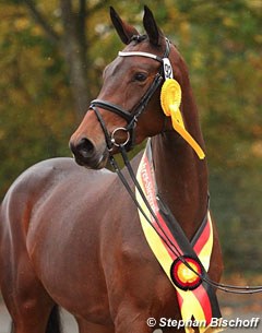 Kosima, 2016 Trakehner Mare Champion :: Photo © Stephan Bischoff