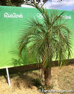 Love this cute little palm tree :: Photo © Astrid Appels