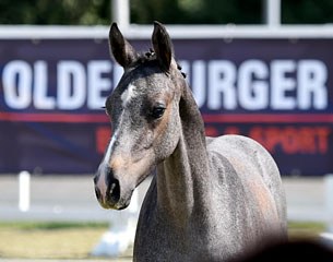The 2017 Oldenburg Summer Meeting