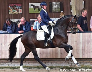 Femke de Laat on the KWPN stallion Invito (by Furstenball x Sandro Hit x Silvano N) :: Photo © Wilma Frentz