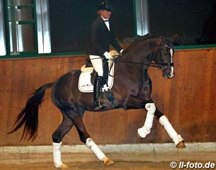 The 2015 Oldenburg licensing champion Bonds at the 2016 Gestut Famos stallion show two months ago :: Photo © LL-foto