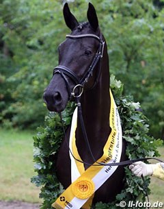 Black Baccara K wins the 2016 Hanoverian Elite Mare Show in Verden :: Photo © LL-foto