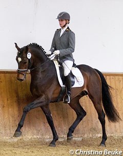 Landgestut Celle's Da Costa (by Dimaggio x Coriander) at the 2016 Hanoverian Saddle Licensing :: Photo © Christina Beuke