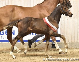 Francisca Lightfoot, 2016 Danish Warmblood Filly Champion :: Photo © Ridehesten