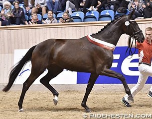 UNO Sunshine Reggae, 2-year old Danish warmblood mare champion of 2016 :: Photo © Ridehesten