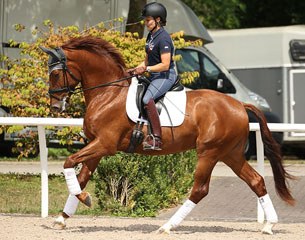 Dressage Pro's Vernissage (by Vitalis) under owner Katrin Burger
