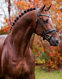 Indian Summer (by Wynton x Flemmingh x Nimmerdor)