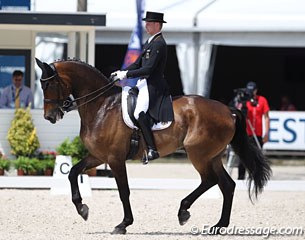 Jan Dirk Giesselmann on Real Dancer. Two horses sired by Rubin Royal competed in the 5* Grand Prix in Rotterdam. The bay gelding is a very powerful mover but struggled in all three piaffes 