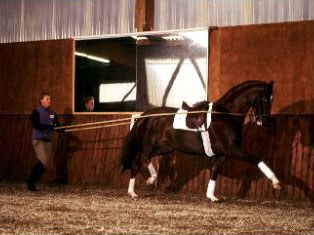 Sven Rothenberger working Donnee in long reins at home in Bad Homberg, Germany, 1996 :: Photo © Arnd Bronkhorst