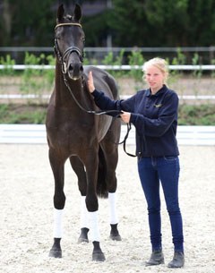 A La Fasine (by Ampere x Furst Romancier x Sir Donnerhall x Don Schufro), a charming 2,5 year old mare for sale at the 2015 AOS Auction in Ankum on 27 September 2015