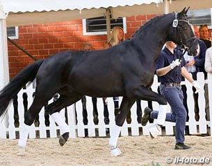 Dancissimo, top selling dressage horse at the 2016 AOS Auction :: Photo © LL-foto