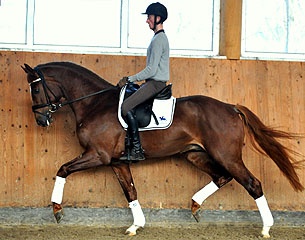 AC/DC: 3-year old licensed stallion by Apache. The mother is the full sister of Steffen Peters' 2006 World Equestrian Games' dressage horse Floriano.   