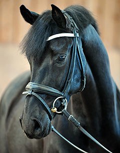 Damon's Dream: 4-year old gelding by the Olympic dressage stallion Damon Hill