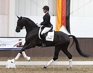 Danubio at the 2017 Brightwells Spring Elite Sales in Addington