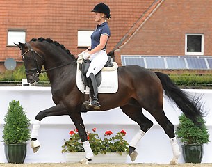 2015 Brightwells Addington Elite August Sale - Auction Horse in the Spotlight: Don Daxau (by Diamond Hit x Sandro Hit)