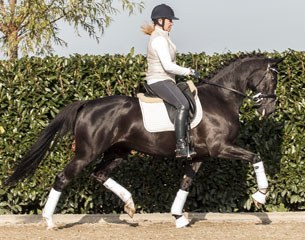 Eva Carla, 6-year old Elite Mare by Wynton x Ferro x Beaujolais