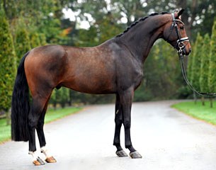 For You (by For Romance), top selling dressage horse in the 2016 Brightwells December Elite Auction