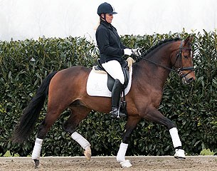 Giovanni B (by Apache x Vivaldi x Cabochon)