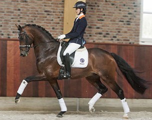 Atomic (by Ampere x Tolando), the 2013 VSN Trophy Winner, will be auctioned at the 2014 Excellent Dressage Sales at Bartels' Academy in Hooge Mierde (NED) on 13 April 2014. 