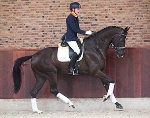 Ashley Holzer's Giant at the 2015 Excellent Dressage Sales