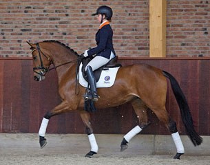 Hannelinde TC is part of the 2016 Excellent Dressage Sales collection