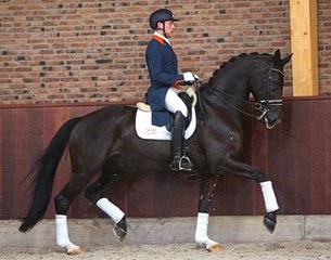 International Grand Prix horse Ulysses La Haya offered at auction in the 2015 Excellent Dressage Sales on 25 April 2015