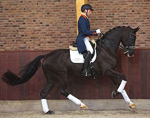 Ulysses La Haya sold in the 2015 Excellent Dressage Sales