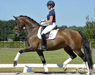 2012 Equine Elite Auction horse "Chanell", a 5-year old KWPN mare by Dutch Dormello x Krack C