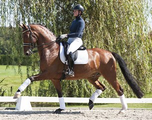 The 6-year old Dutch warmblood Donnevan (by Inspekteur x Parcival) is part of the 2014 Equine Elite Auction Collection