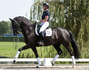 Duchess, aka Disney (by Painted Black x Hamlet) at the 2014 Equine Elite Auction