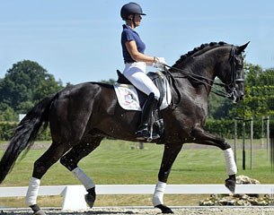 Selten HW (by Sandro Hit x Hohenstein x Donnerhall x Bolero)