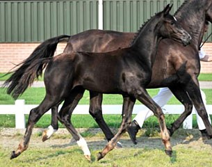 Dancer M (by Hoftanz x Elcaro), price highlight of the 2008 Midden Nederland Foal Auction