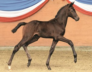 Colt by Ampere x Quite Capitol up for auction at the 2016 Holsteiner Elite Foal Auction in Elmshorn