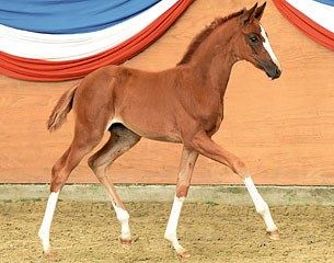 Filly by Quaterback x De Niro