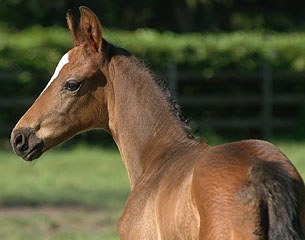 HOPA Auctions is looking for dressage foals for its next auction collection