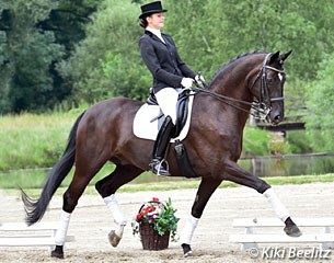 Honduras (by Hohenstein x Akut) offered for sale at the 2014 Klosterhof Medingen Auction :: Photo © Kiki Beelitz