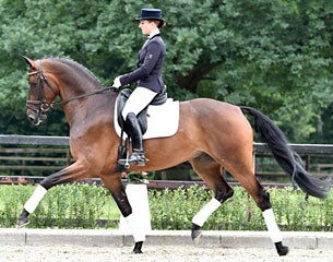No. 10 Hotshot:  Hot Shot carries the worlds best dressage stallion De Niro in his pedigree twice. An exceptional horse for major sports. He is placed in elementary dressage tests.