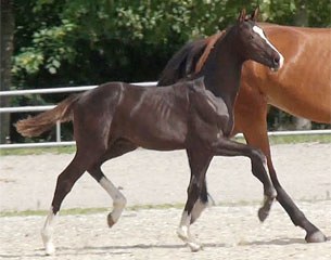 Cat. No. 410 ”Borbjergs Don Juan” by Sezuan x Tailormade Temptation. An eye-catching colt foal with very supple and elastic gaits.