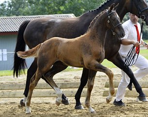 Dancing Dream, one of the many highlights on the 2014 Danish Warmblood Elite Foal Auction